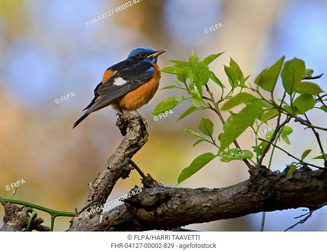 Blue-capped Rock Thrush (Monticola cinclorhynchus) adult male, perched on branch, Kanha N.P., Madhya Pradesh, India, March