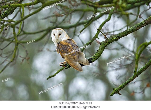 Barn Owl Tyto alba adult, perched on bare branch in oak tree, Leicestershire, England, march