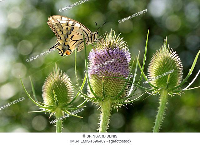 France, Territoire de Belfort, meadow, Swallowtail (Papilio machaon) on Teasel (Dipsacus fullonum )