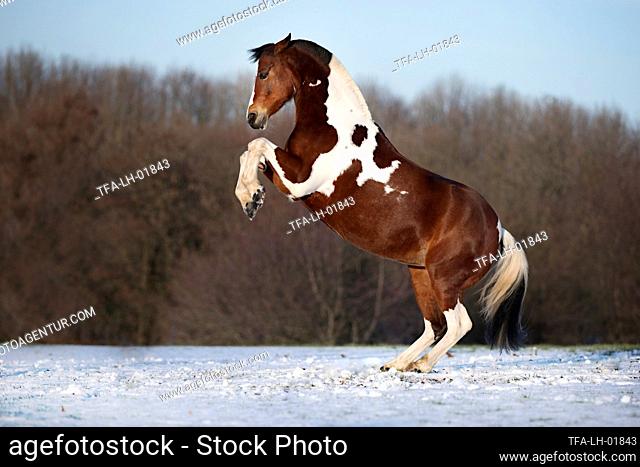 rising German Riding Pony