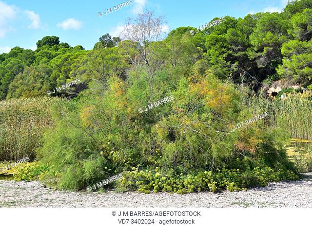 Taray or taraje (Tamarix africana or Tamarix hispanica) is a big shrub or small tree native of de coasts of western Mediterranean Basin