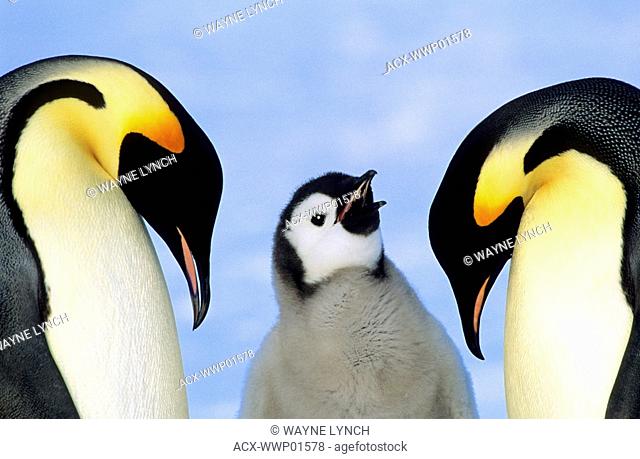 Adult emperor penguins Aptenodytes forsteri and chick, Atka Bay colony, Weddell Sea, Antarctica