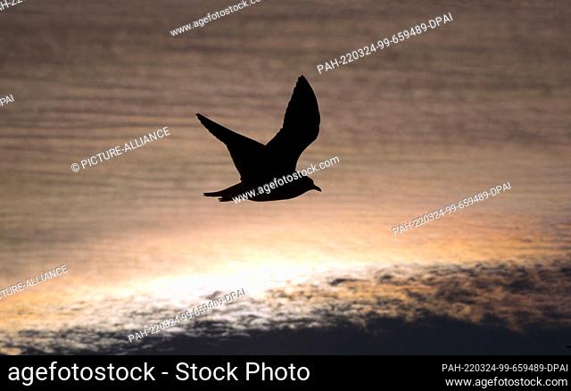 21 January 2022, Berlin: The silhouette of a seagull (Laridae) can be seen against a colorful evening sky. Photo: Hauke Schröder/dpa-Zentralbild/obs