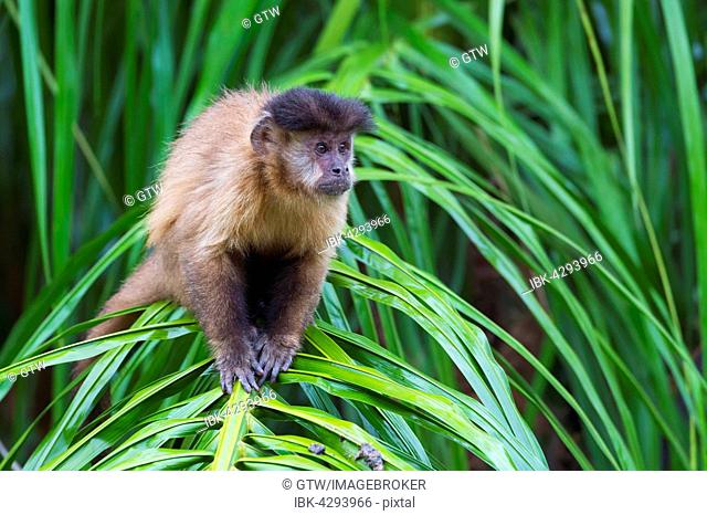 Tufted Capuchin, Black-capped Capuchin or Brown Capuchin (Cebus apella), in a palm tree, Mato Grosso do Sul, Brazil