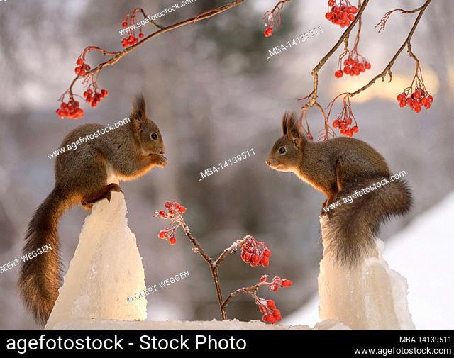 red squirrels is standing on ice beneath berry branches