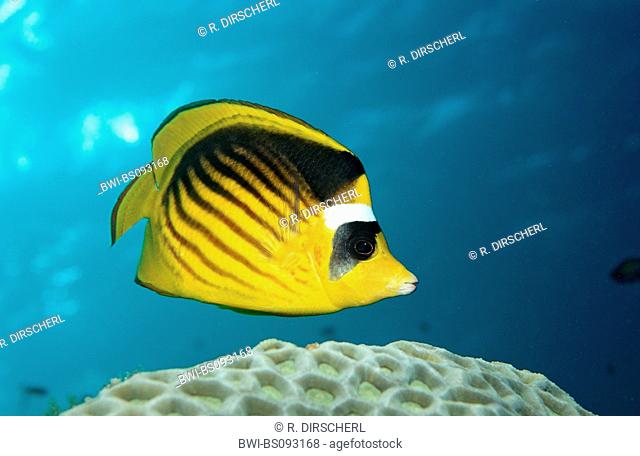 Red Sea raccoon butterflyfish, diagonal butterflyfish, Racoon Butterflyfish (Chaetodon fasciatus), Sudan, Red Sea