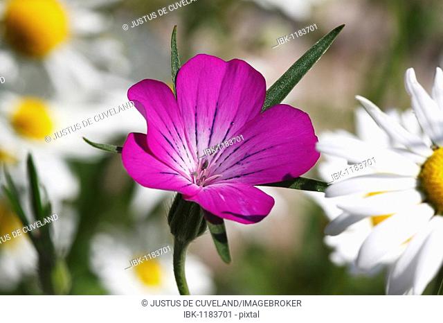 Flowering violet Corn Cockle (Agrostemma githago) among white moon daisies, ox-eye-daisy (Leucanthemum vulgaris)