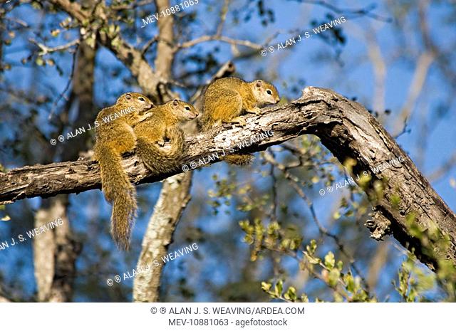 Tree Squirrels - group basking in early morning sun on tree branch (Paraxerus cepapi). Biyamiti, Kruger National Park, South Africa