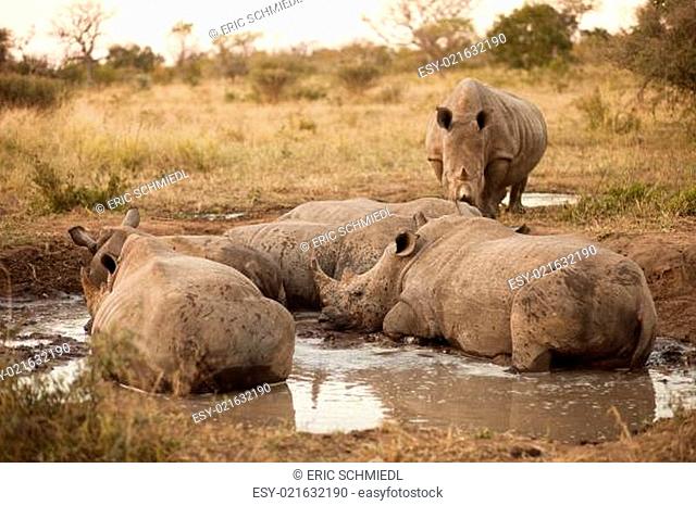 Rhinos lying in the mud