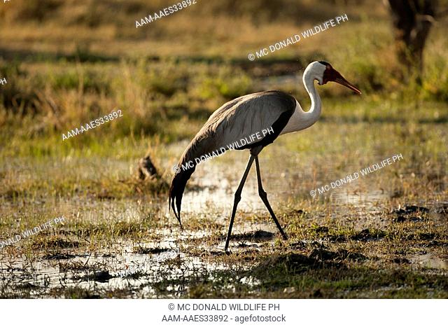 Wattled Crane, Bugeranus carunculatus, at water hole, Moremi Game Reserve, Botswana, Africa