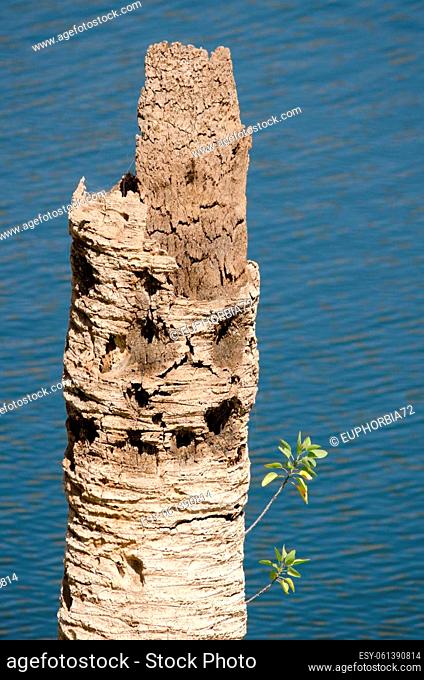 Tree tobacco Nicotiana glauca on the trunk of a dead Canary Island date palm. La Encantadora Dam. Vallehermoso. La Gomera. Canary Islands. Spain