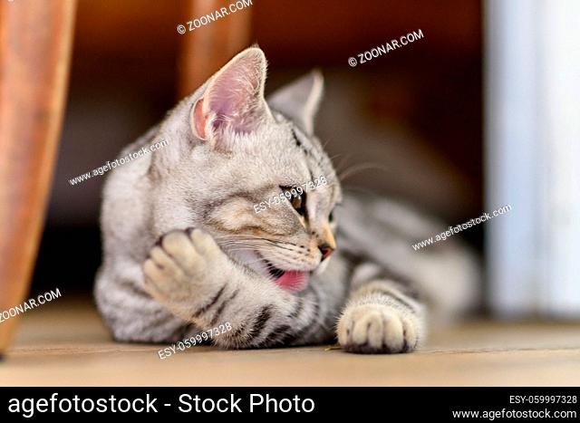 Kitten of a scottish straight cat