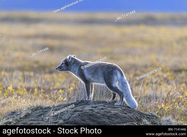 Young Arctic fox (Vulpes lagopus) or ice fox on mound, Möðrudalur, Austurland, Iceland, Europe