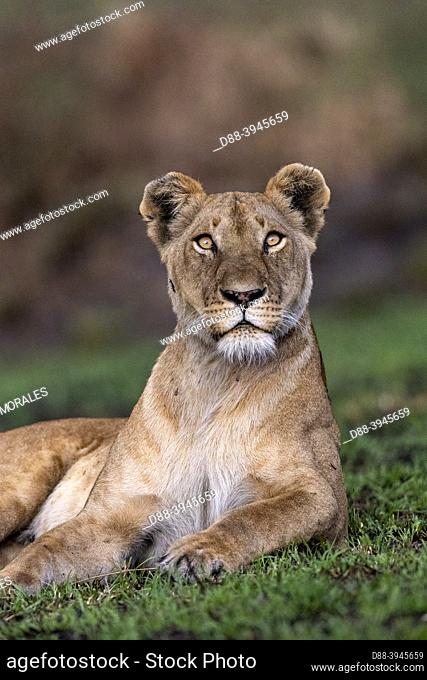 Africa, East Africa, Kenya, Masai Mara National Reserve, National Park, Lioness (Panthera leo) lying in grass