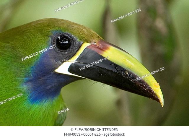 Blue-throated Toucanet Aulacorhynchus caeruleogularis adult, close-up of head and beak, Costa Rica, march