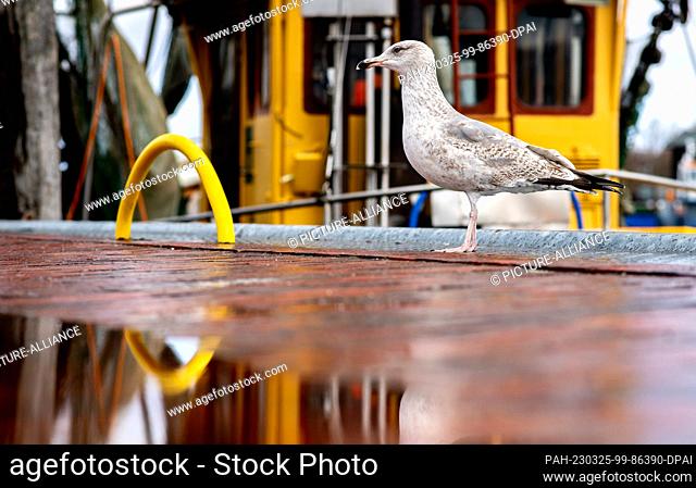 25 March 2023, Lower Saxony, Bensersiel: A seagull stands next to a puddle in the harbor in changeable weather, while a crab cutter lies against the quay wall...