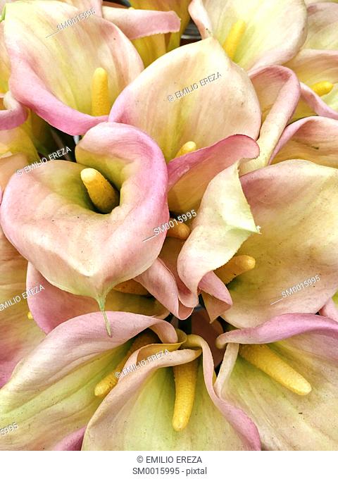 Artificial calla lilies