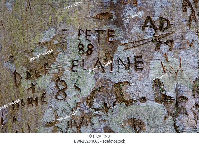 common beech Fagus sylvatica, carved names in a tree, United Kingdom, Scotland