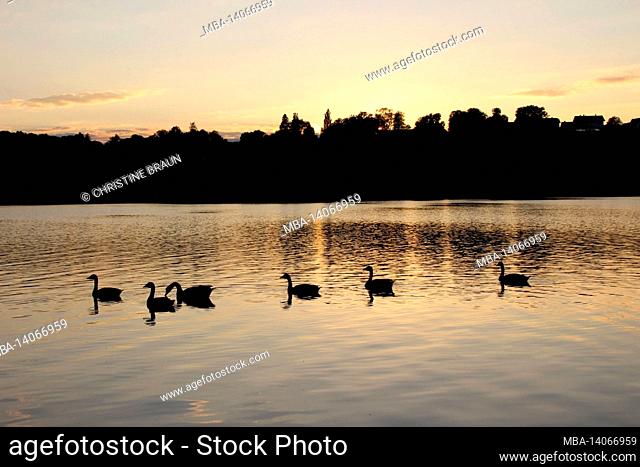 wild geese in sunset on lake starnberg, fünfseenland, upper bavaria, bavaria, germany, europe