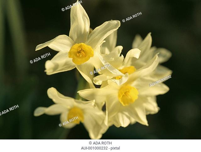 Narcissus Jonquil - bright shades of yellow pretty and cheerful in early spring sun