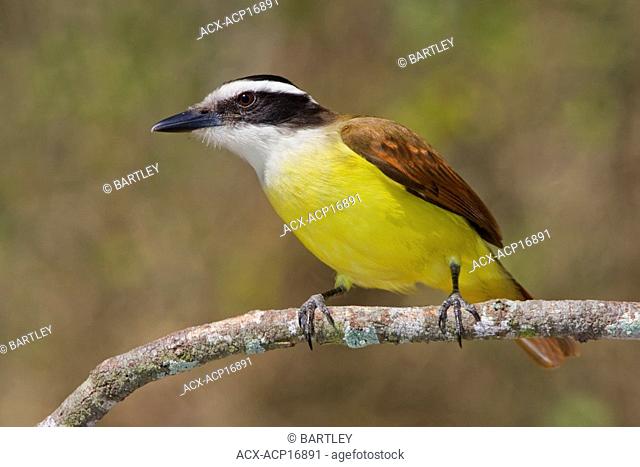 Great Kiskadee Pitangus sulphuratus perched on a branch in the Rio Grande Valley of Texas, USA