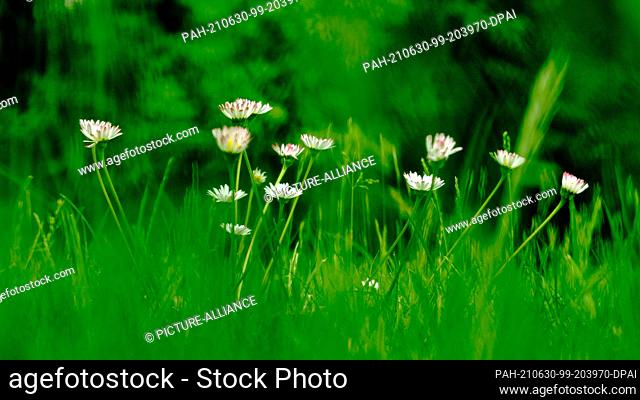 05 June 2021, Lower Saxony, Brunswick: Daisies (Bellis perennis), also called daisies, bloom in a meadow in a natural garden