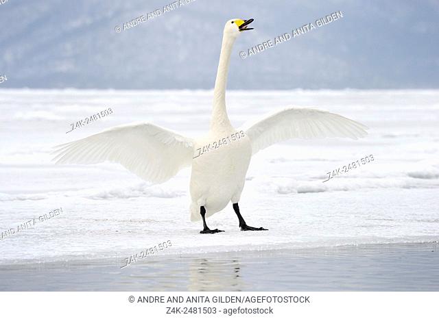 Whooper Swan (Cygnus cygnus) standing on frozen Lake with wings spreaded, Lake Kussharo, Akan National Park, Hokkaido, Japan.