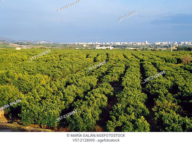 Orange grove. Benicasim, Castellon province, Comunidad Valenciana, Spain