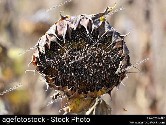 RUSSIA, ZAPOROZHYE REGION - SEPTEMBER 14, 2023: A sunflower ready for harvesting in a field of branch No 17 Vysokopolye of the State Grain Operator in the...