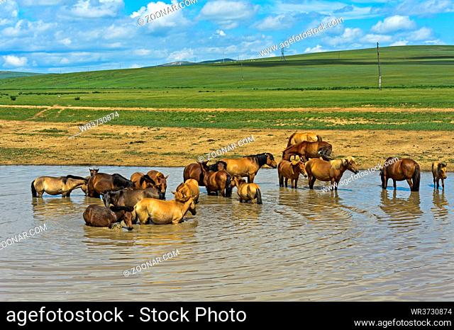 Eine Herde Pferde sucht Abkühlung in einem Tümpel, Ulaanshiveet, Provinz Bulgan, Mongolei / A herd of horses chilling in a pond, Ulaanshiveet, Bulgan Province
