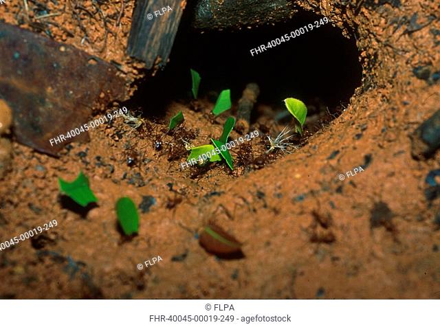 Leaf-cutting Ant Atta cephalotes Nest - Costa Rica S