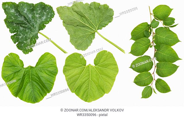 Huge green leaves of garden vegetables marrow and pumpkin. Front and back view isolated collage