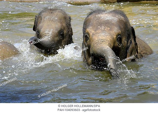22.05.2018, Lower Saxony, Hanover: The Asian elephants Ravi and Sitara (lr) splash in the cool water of the pool in the outdoor enclosure