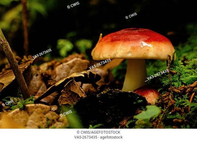 Rulang country, Tibet, China - The view of cute mushroom in the forest