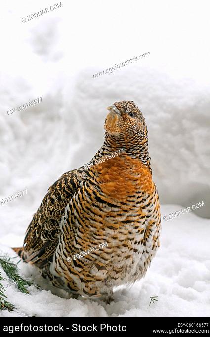 Ein Auerhuhn sitz im Winter auf schneebedecktem Boden und sieht nach oben