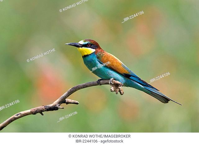 Bee-eater (Merops apiaster), perched on a twig, Bulgaria, Europe
