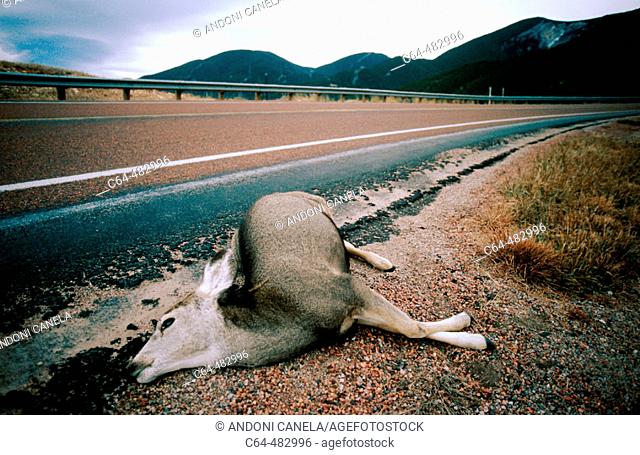 Deer roadkill. Yellowstone NP. Wyoming-Montana. USA