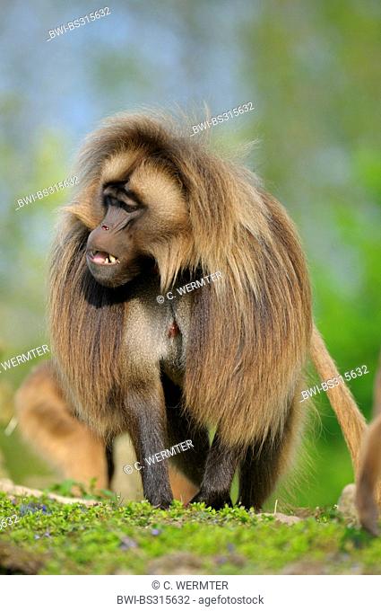 gelada, gelada baboons (Theropithecus gelada), dominant male
