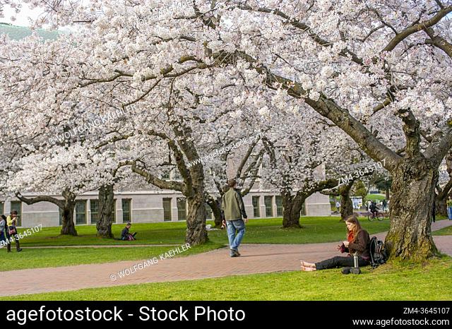A student is sitting under the flowering cherry trees in spring time at the Quad of the University of Washington in Seattle, Washington State, USA