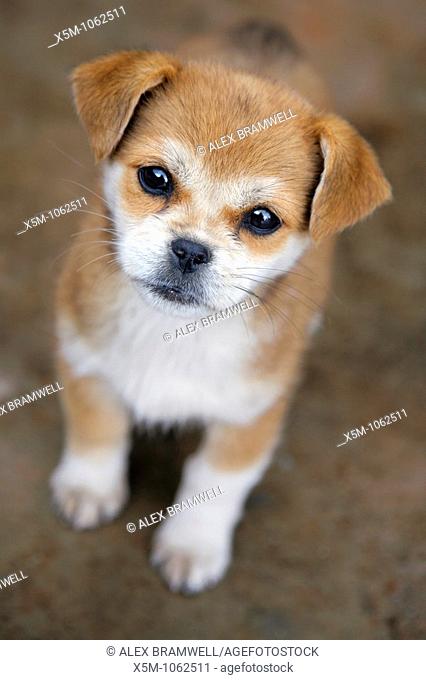 Cute puppy looking up at the camera