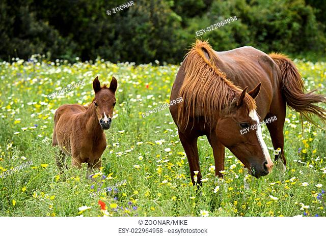 Brown Arabian Mare with foal