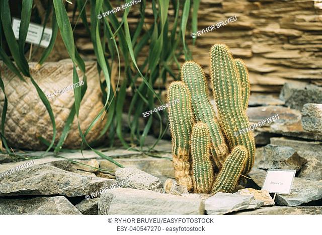 Echinopsis Cactus In Botanical Garden