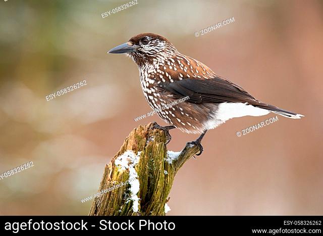 Spotted nutcracker, nucifraga caryocatactes, resting on bough in winter nature. Brown bird with straight beak sitting on snowy trunk