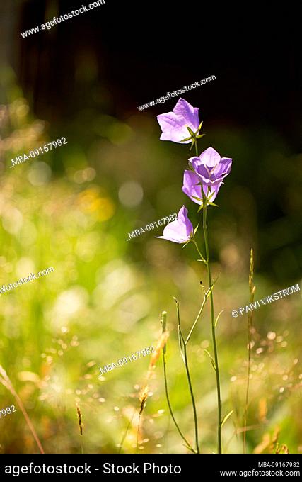 Bluebell bellflower, natural nature background