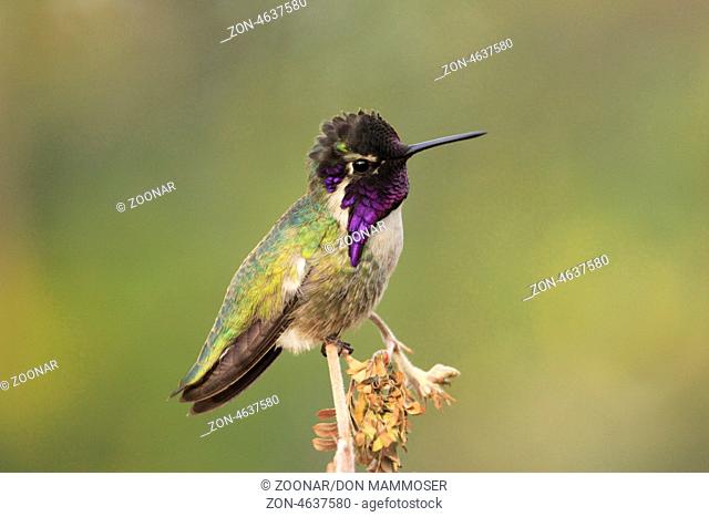 Calliope Hummingbird male (Selasphorus calliope)