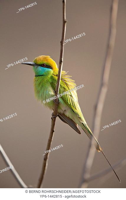 Green Bee-eater Merops orientalis sitting on twig, Kanha National Park, Madhya Pradesh, India