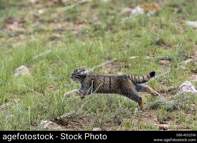 Asia, Mongolia, East Mongolia, Steppe area, Pallas's cat (Otocolobus manul), Baby running by the den
