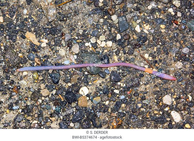 common earthworm, earthworm; lob worm, dew worm, squirreltail worm, twachel (Lumbricus terrestris), on washed concrete, Germany, Bavaria, Oberbayern