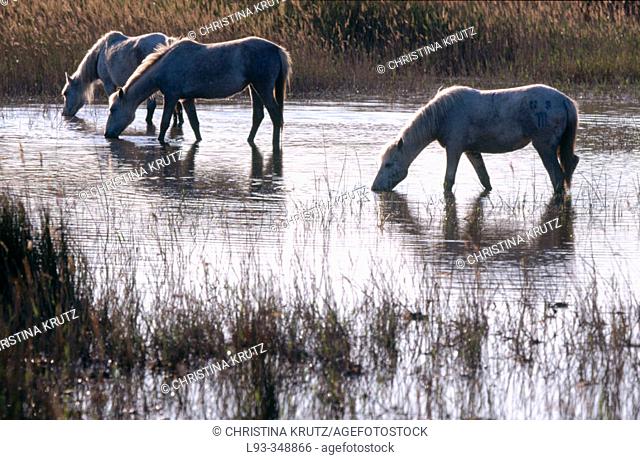 Camargue Horses (Equus caballus). Camargue, France