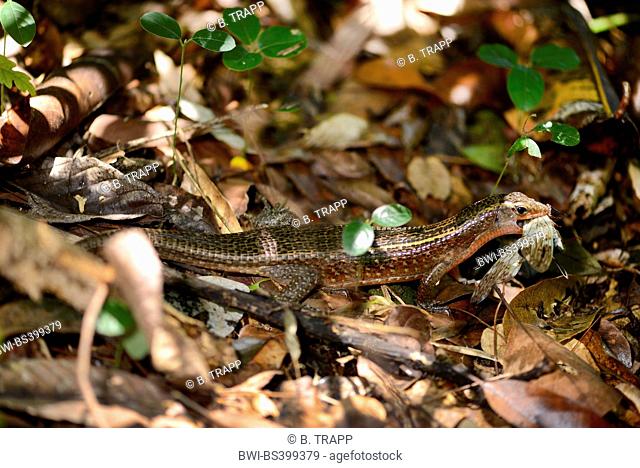 Western girdled lizard, Western Girdled Lizard (Zonosaurus laticaudatus), feeds a cicada, Madagascar, Nosy Be, Lokobe Reserva